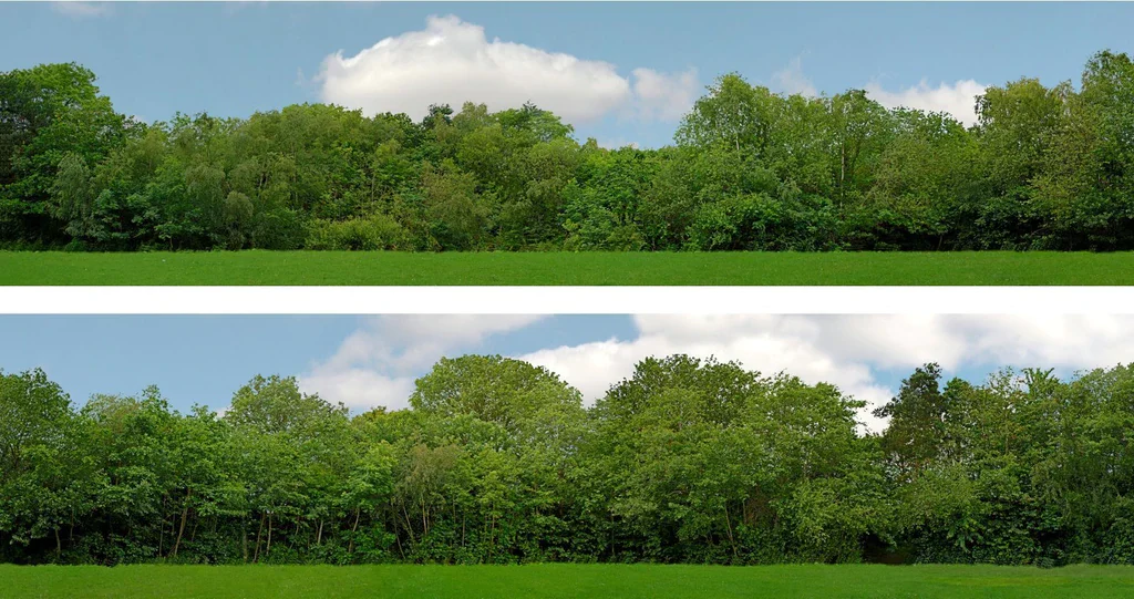 95130 PREMIUM 00 GAUGE TREES 15" High Backscene