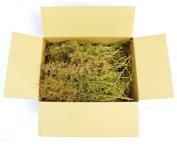 WSTR-024 WWS Seafoam Trees Box - Mixed Sizes - Image 3